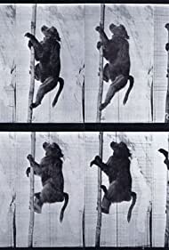 Baboon Climbing a Pole (1887)